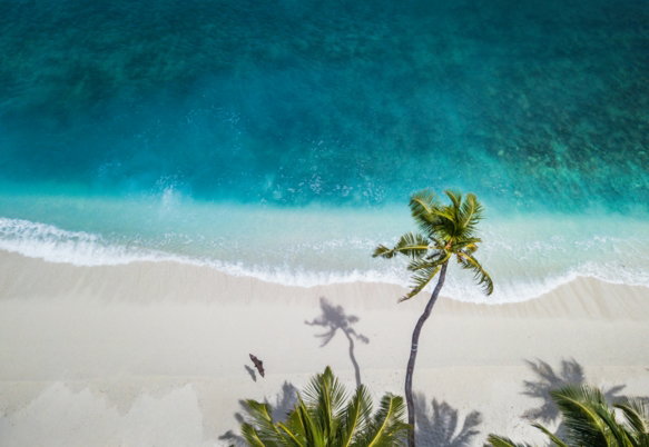 aerial-nature-photography-of-green-palms-on-seashore-during-daytime.jpg aerial nature photography of green palms on seashore during daytime