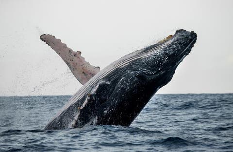 Ballena-.jpg